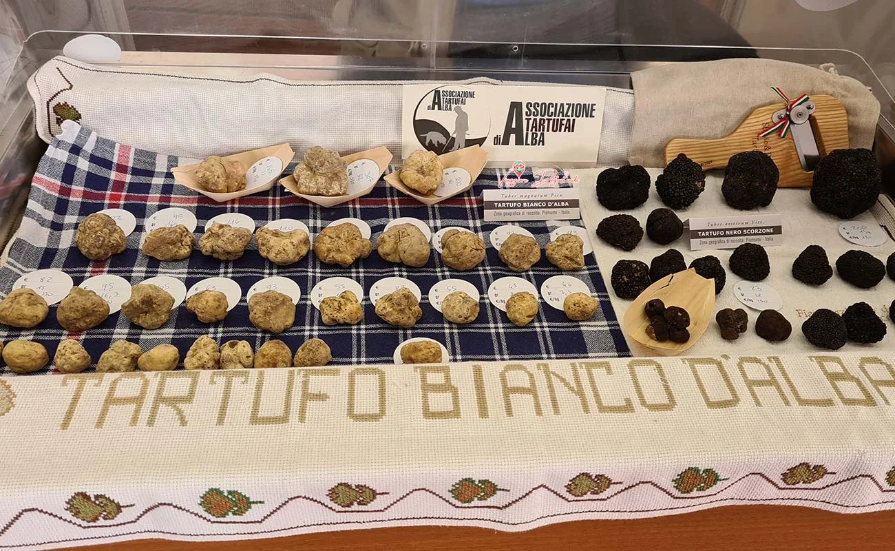 Il tartufo bianco